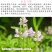 假龙头四季易种易活室内冬播盆栽花籽冬天种花卉花草冬季种花