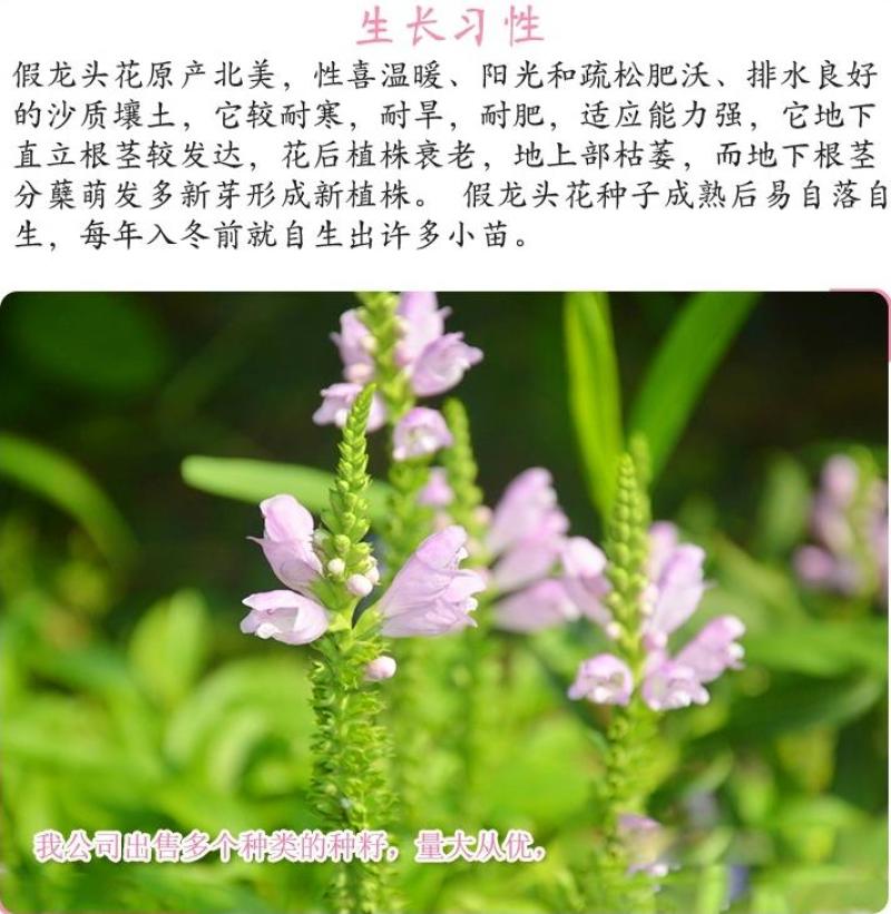 假龙头四季易种易活室内冬播盆栽花籽冬天种花卉花草冬季种花