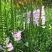 假龙头四季易种易活室内冬播盆栽花籽冬天种花卉花草冬季种花