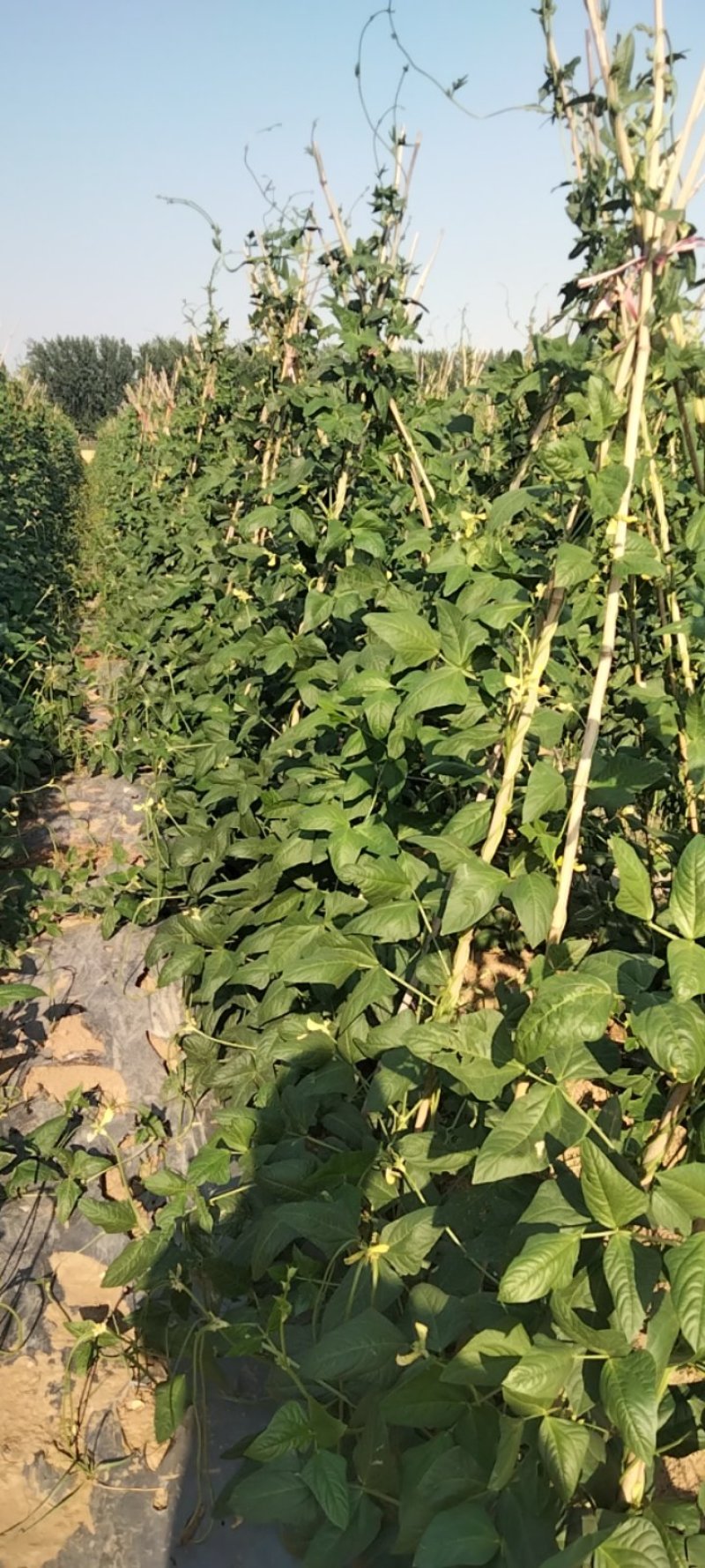 豆角