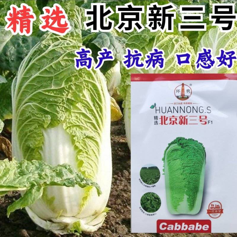 北京新三号白菜种子秋播抗病高产筒型耐寒冬储大白菜种子