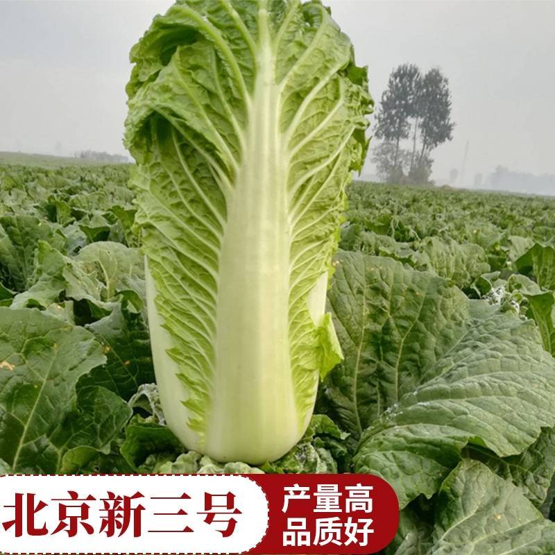 北京新三号白菜种子秋播抗病高产筒型耐寒冬储大白菜种子