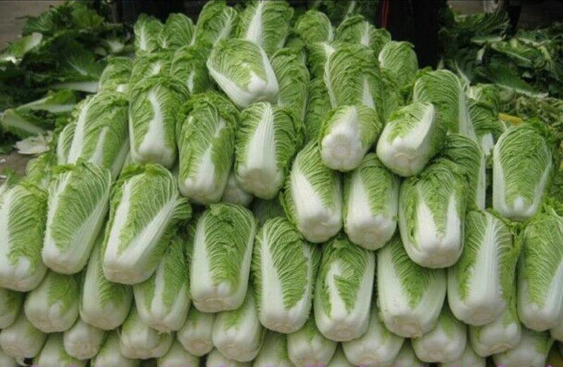 北京新三号白菜种子秋播抗病高产筒型耐寒冬储大白菜种子