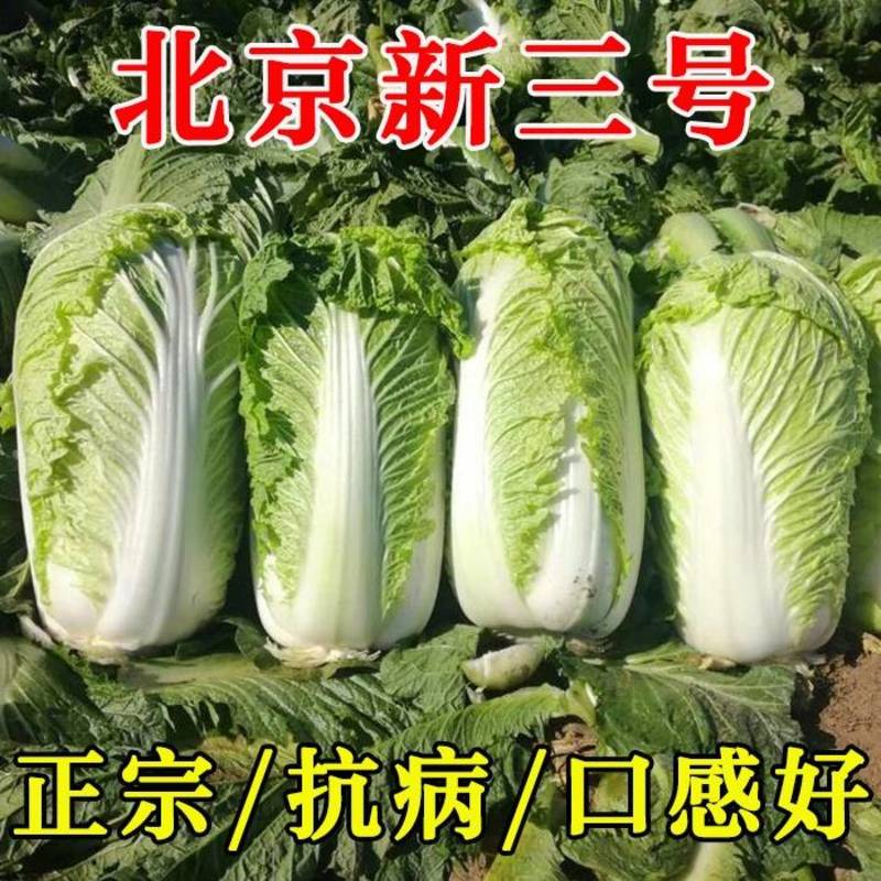 北京新三号白菜种子秋播抗病高产筒型耐寒冬储大白菜种子