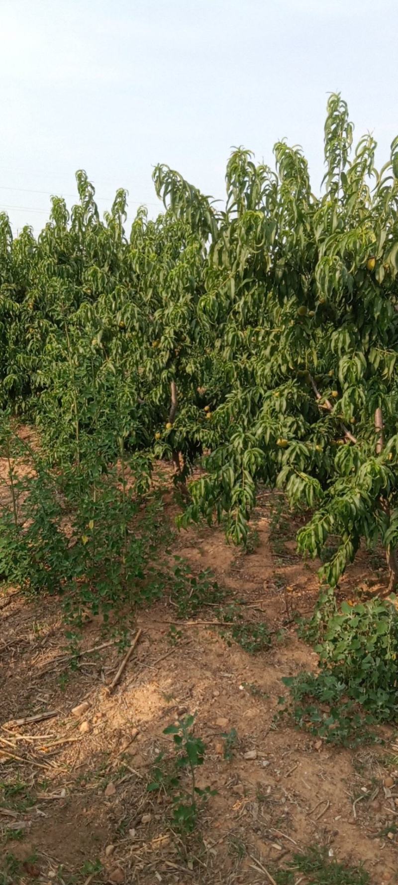 83黄桃大量上市中，基地直销，品质保障，诚信做事欢迎预订