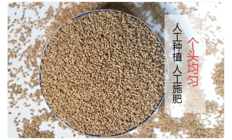 炒熟白芝麻农家自制白芝麻100g/250g/500g免洗