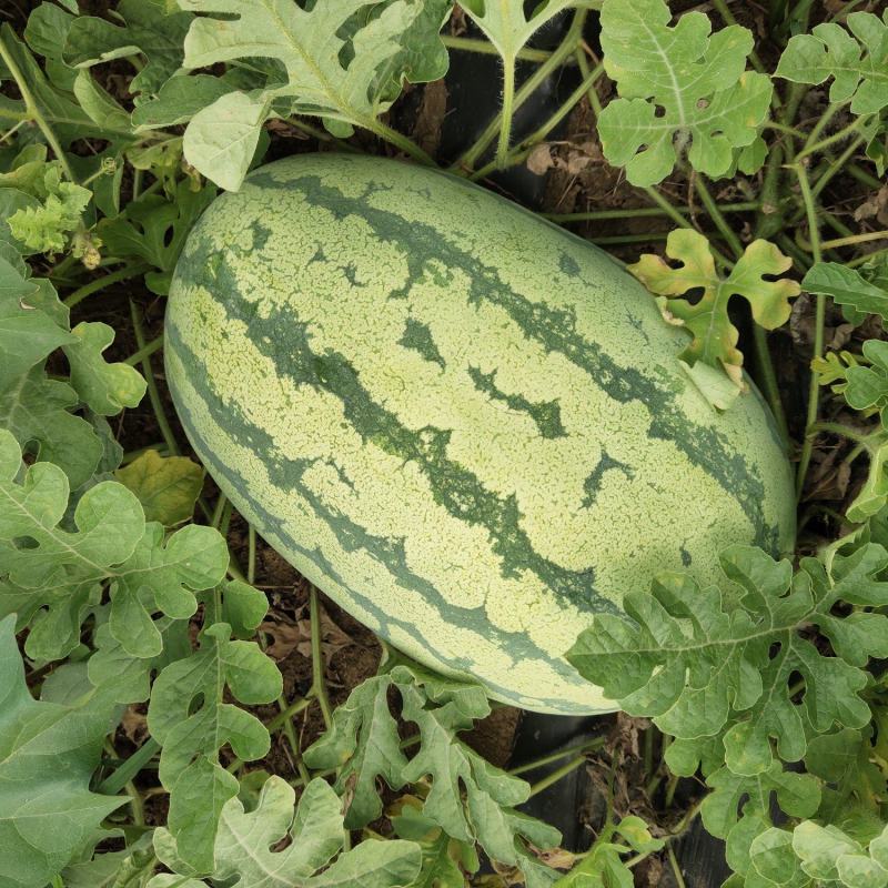 双红金城五长花瓜！黑皮无仔大量售