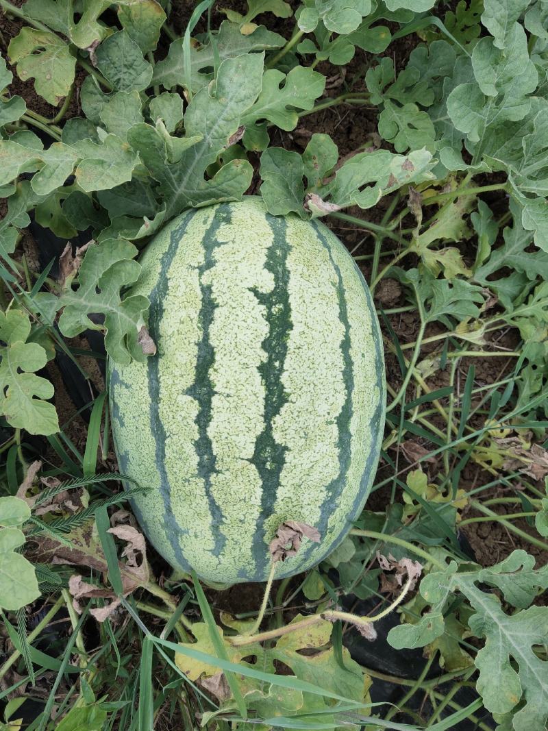 双红金城五长花瓜！黑皮无仔大量售