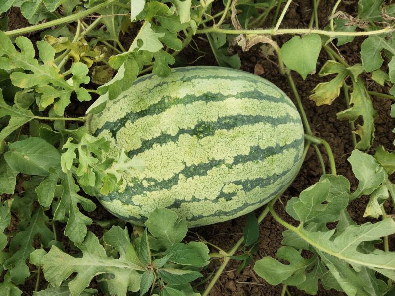 双红金城五长花瓜！黑皮无仔大量售