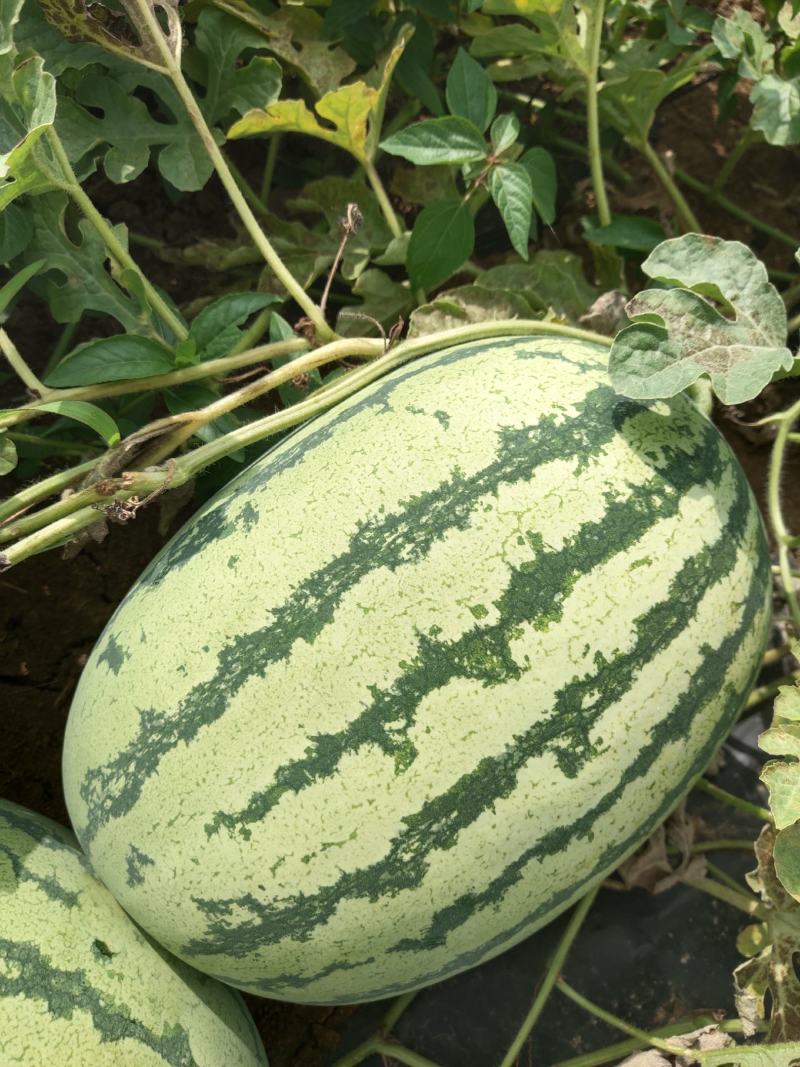 双红金城五长花瓜！黑皮无仔大量售