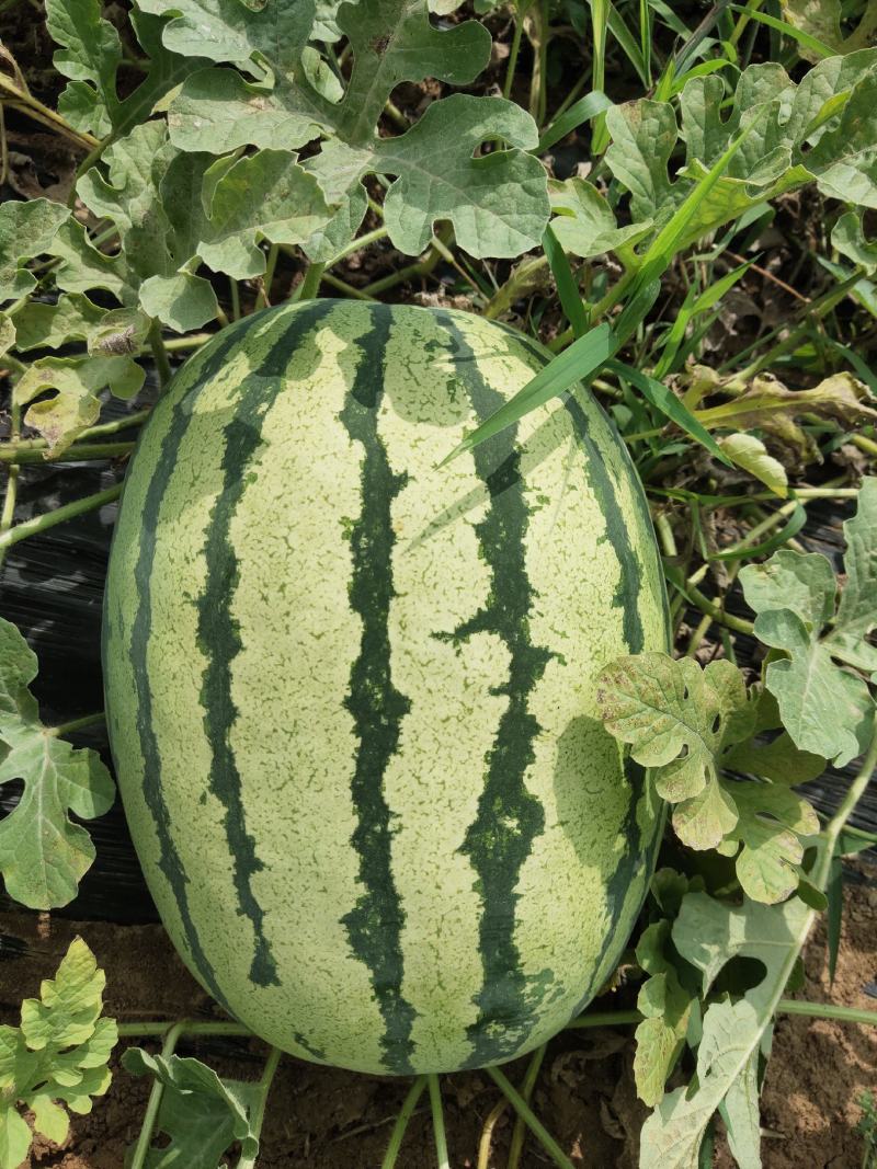 双红金城五长花瓜！黑皮无仔大量售