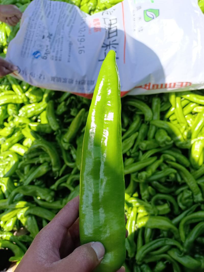 鲜辣椒\牛角椒\陕西省榆林市牛角椒大量上市，对接全国采购