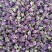 月季花月季花茶规格齐全花茶月季花一公斤起