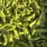 翠绿宝毛豆浙江产地直发视频看货欢迎咨询合作