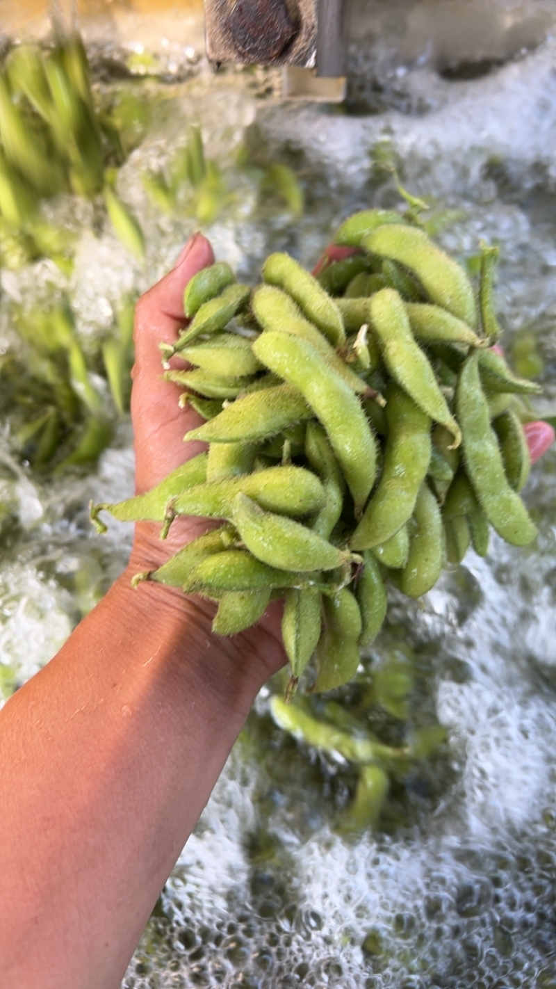 翠绿宝毛豆浙江产地直发视频看货欢迎咨询合作