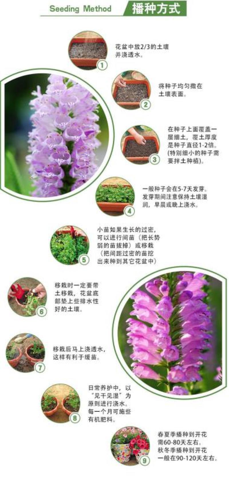 假龙头种子景观绿化花卉种子露地被植物花坛摄影花籽开