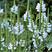 假龙头种子景观绿化花卉种子露地被植物花坛摄影花籽开