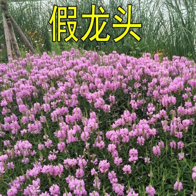假龙头种子景观绿化花卉种子露地被植物花坛摄影花籽开