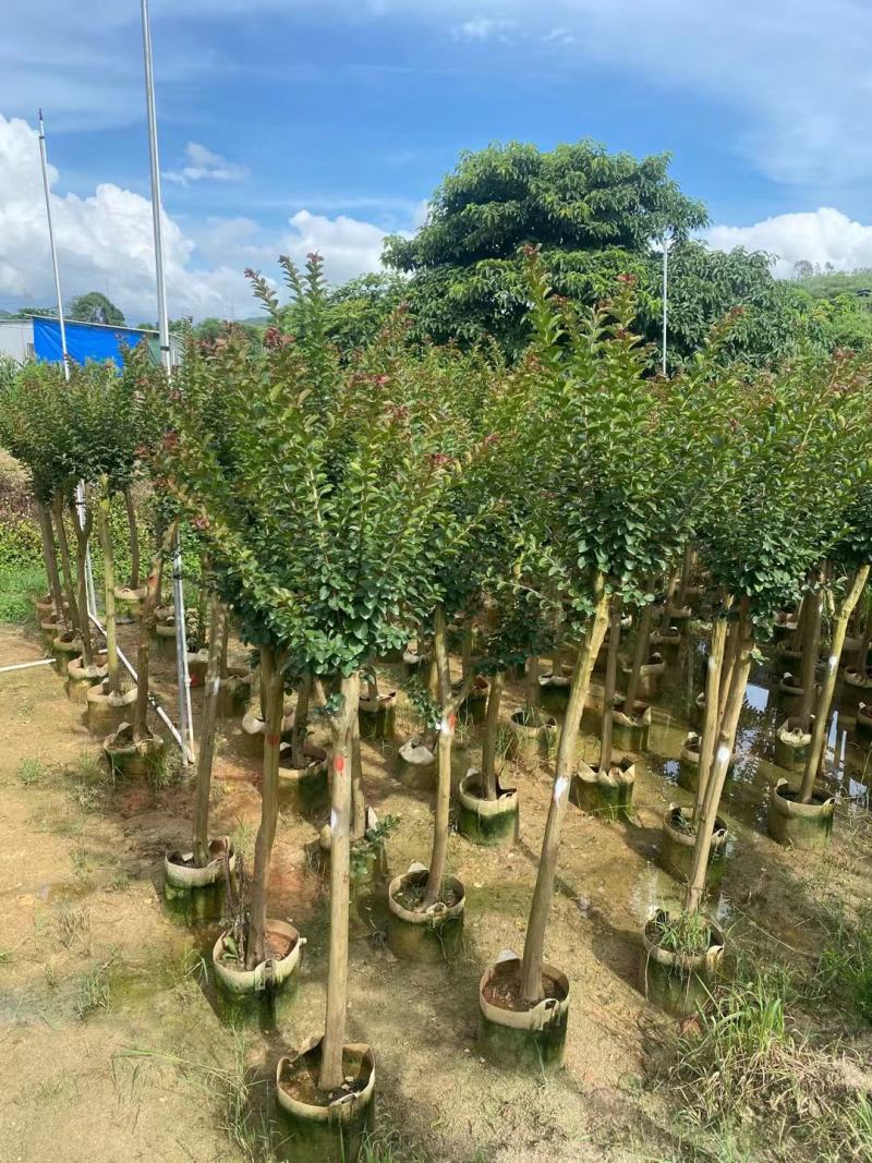 小叶紫薇3公分起