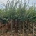 小叶紫薇3公分起