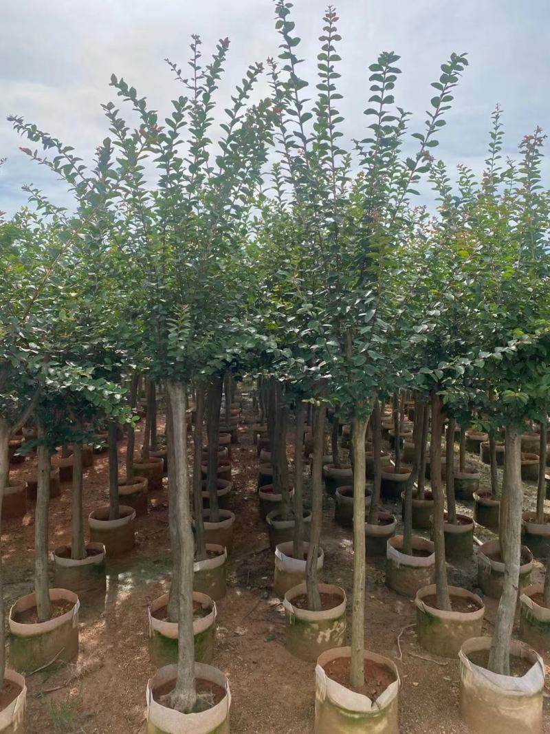 小叶紫薇3公分起