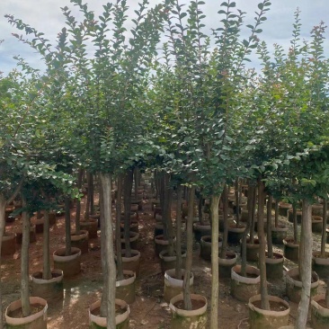 小叶紫薇3公分起