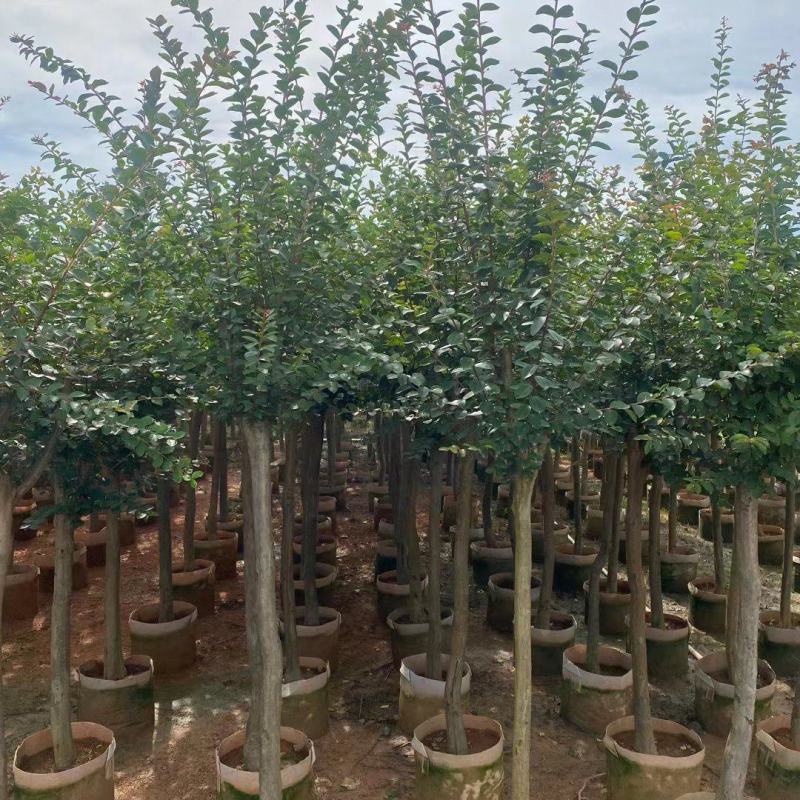 小叶紫薇3公分起