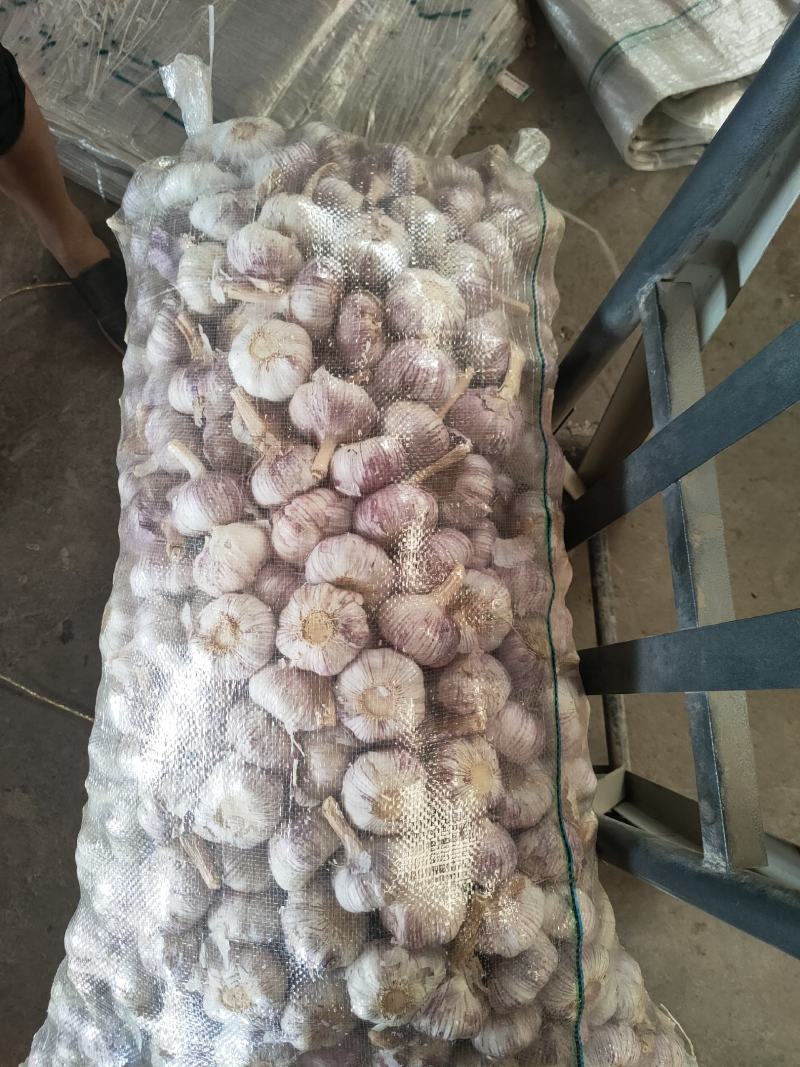 金乡大蒜，冷库出租，实力配资，代收代存代发全国各地