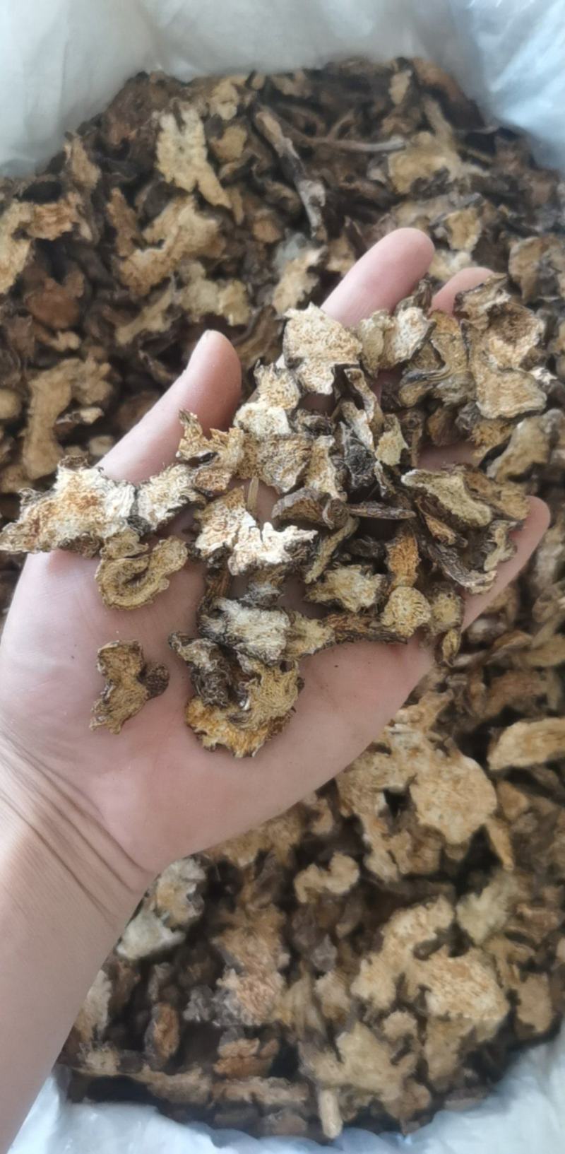 朱砂点苍术500g产地山东振兴药材购销站量大从优