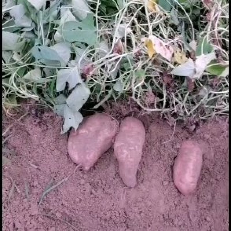 白芯红薯(海南妹薯）货源充足供应全国电商市场加工厂