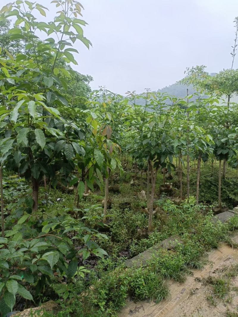 大绣球紫花风铃木