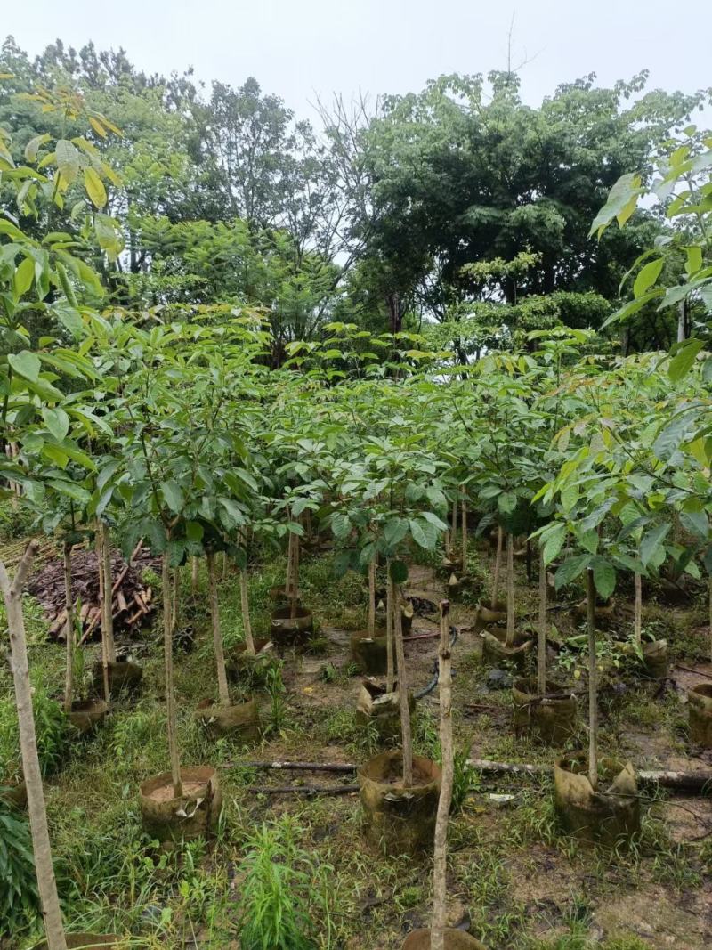 大绣球紫花风铃木