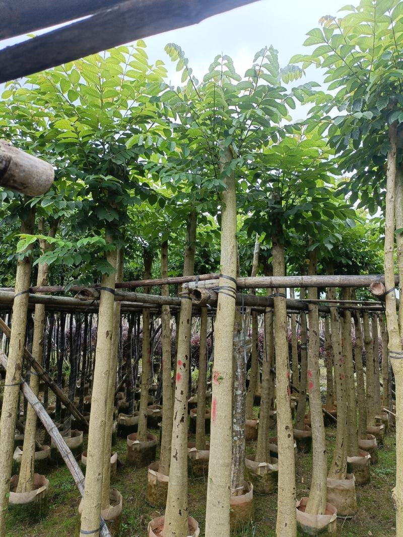 火焰木5公分20公分
