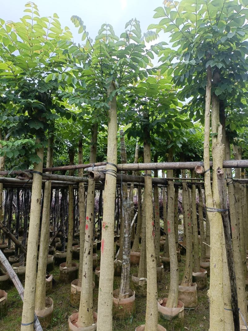 火焰木5公分20公分