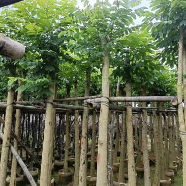 火焰木5公分20公分