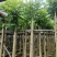 火焰木5公分20公分