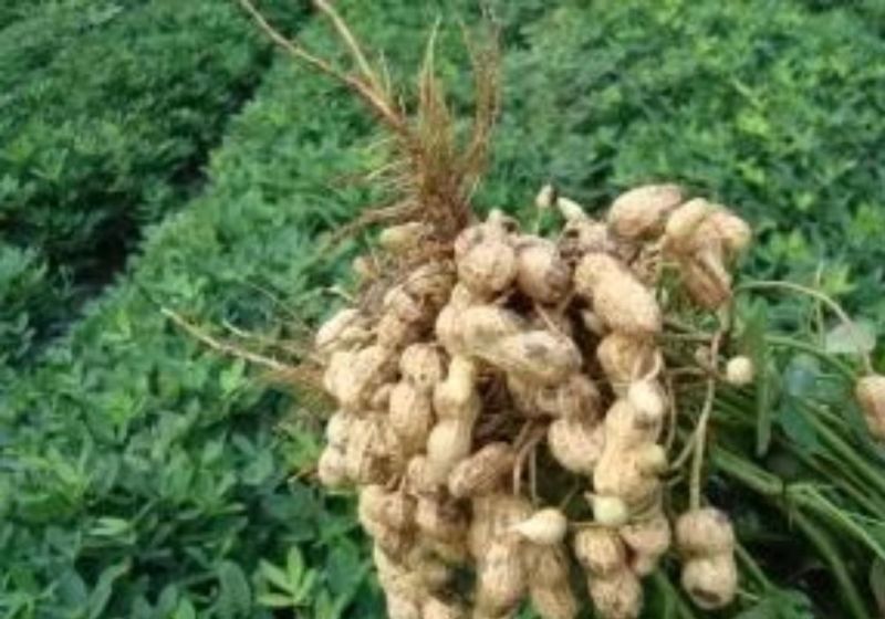 花生，红米花生，红米花生，产地供货，货源充足，价格优惠！