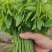 【荐】300亩基地直发，农家肥野生树仔菜天绿香野菜