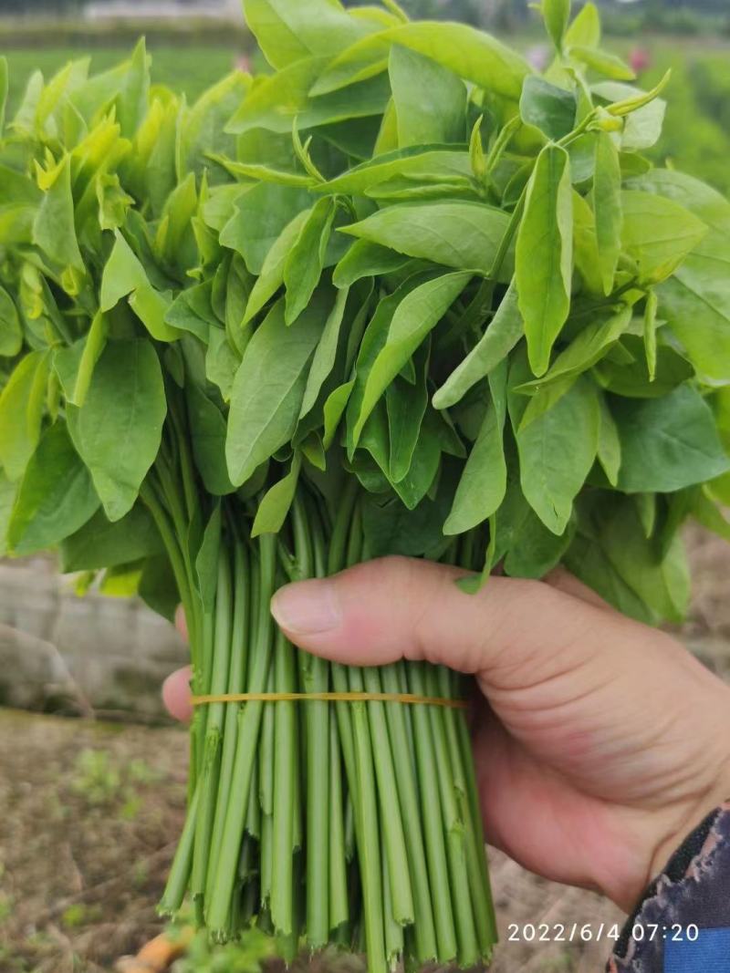 【荐】300亩基地直发，农家肥野生树仔菜天绿香野菜