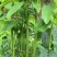 【荐】300亩基地直发，农家肥野生树仔菜天绿香野菜