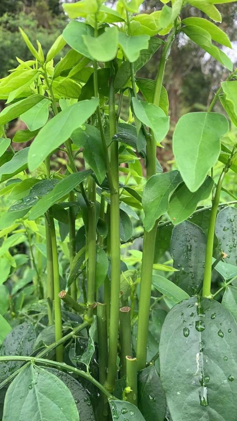 【荐】300亩基地直发，农家肥野生树仔菜天绿香野菜