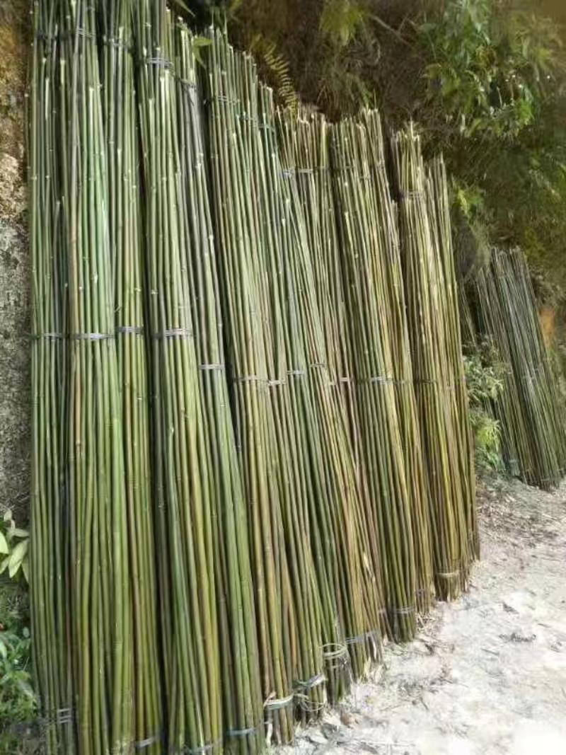 广西黄金竹大量优惠价供应，常规或非标竹订做