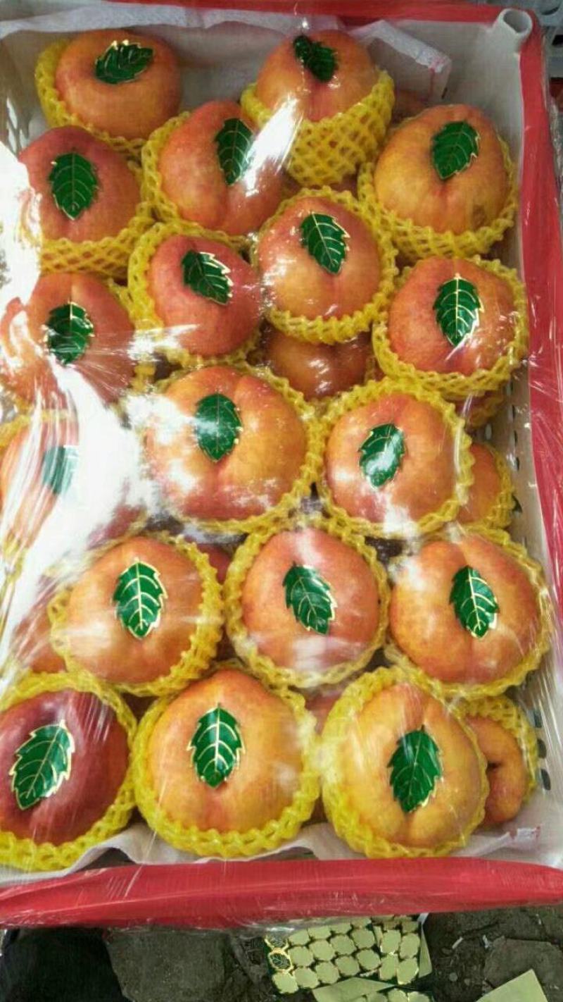中潘十一，十三黄桃，蟠桃品种多。精品。通货。等等，大量有