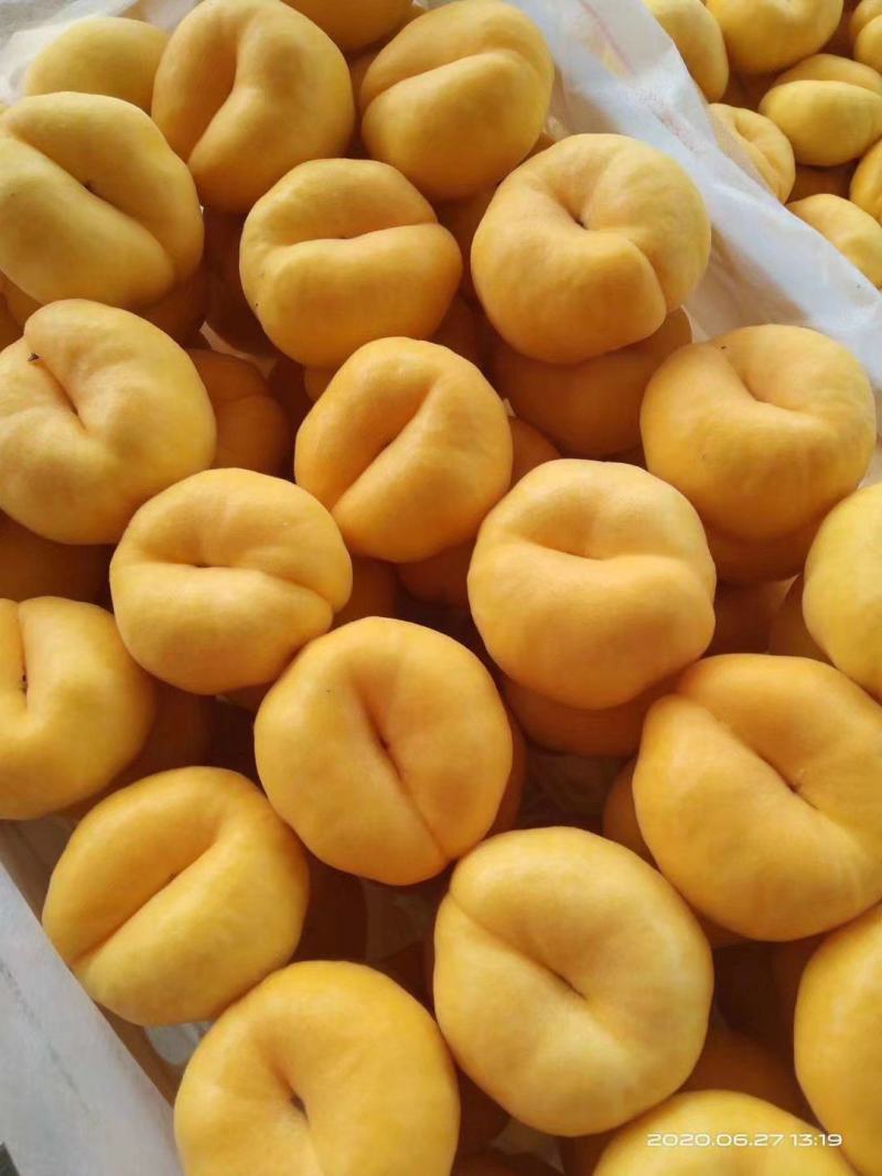 中潘十一，十三黄桃，蟠桃品种多。精品。通货。等等，大量有
