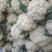 甘肃定西有机花高原松花菜青根白面花菜基地直供新鲜直采