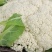 甘肃定西有机花高原松花菜青根白面花菜基地直供新鲜直采
