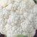 甘肃定西有机花高原松花菜青根白面花菜基地直供新鲜直采