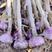 蒜苗种子，正宗大名於土地蒜种，紫皮红瓣优质蒜种