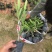 粉花夹竹桃
