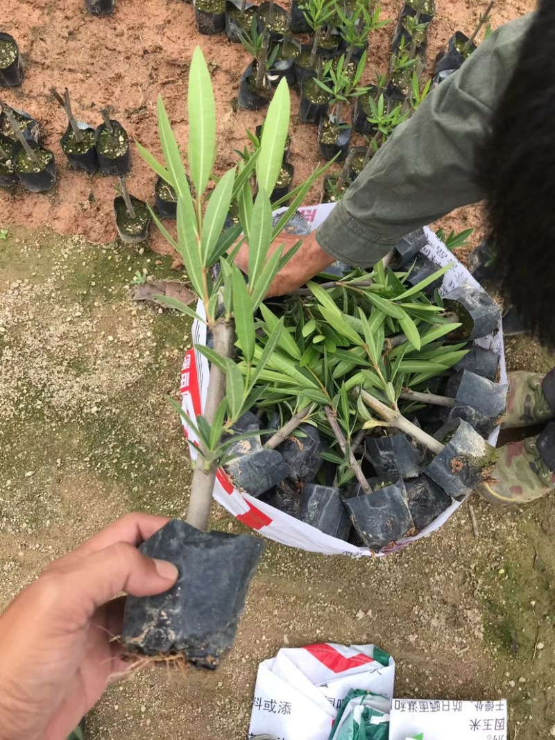 粉花夹竹桃